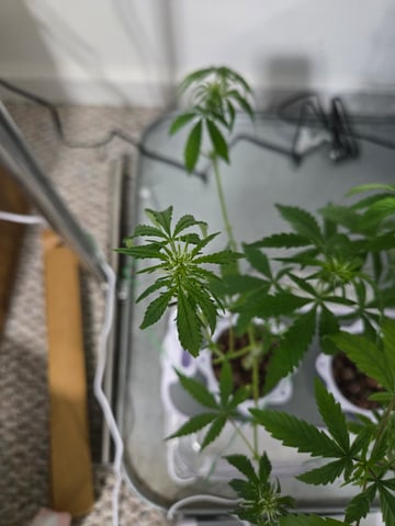 1st Grow — flower, day 55