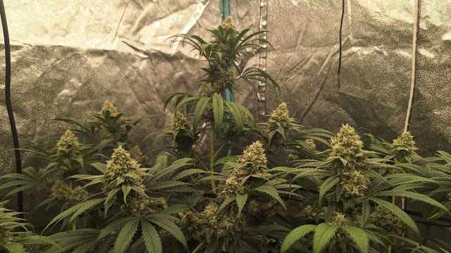 Experimental DIY Run — flower, day 16