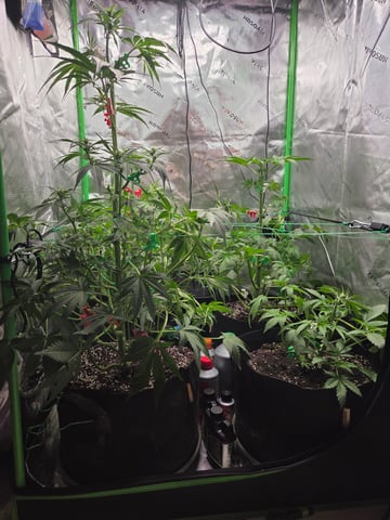 Special Kush#1 and Purple Queen Auto  — vegetative, day 43