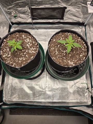 StrawZ (autoflower) — vegetative, day 15