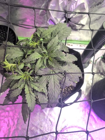 2025-26 — vegetative, day 30