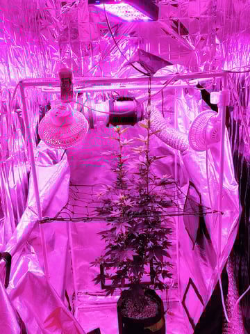 CountryG  — flower, day 105