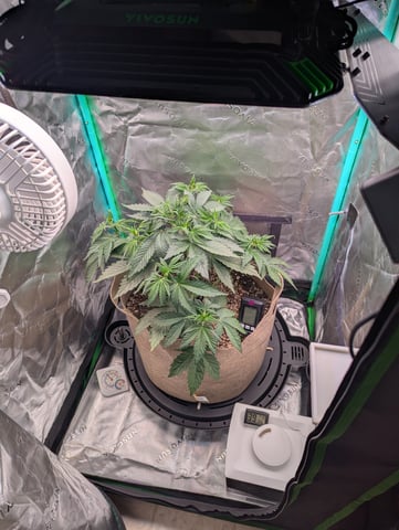 Piggy Stardust — vegetative, day 36