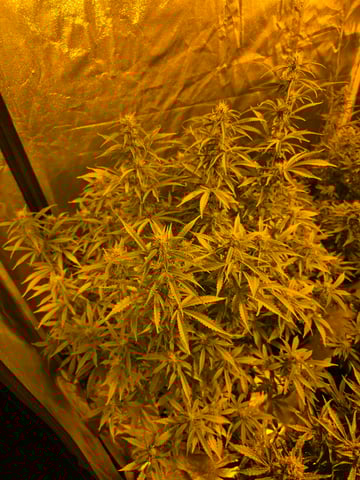 2nd Autoflower Indoor Grow — flower, day 70