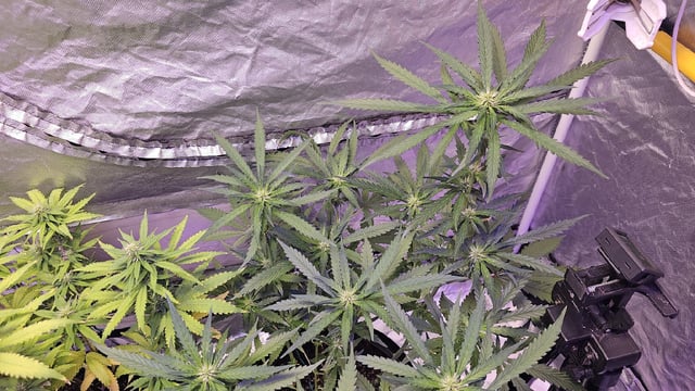 Amnesia Haze Run — flower, day 52