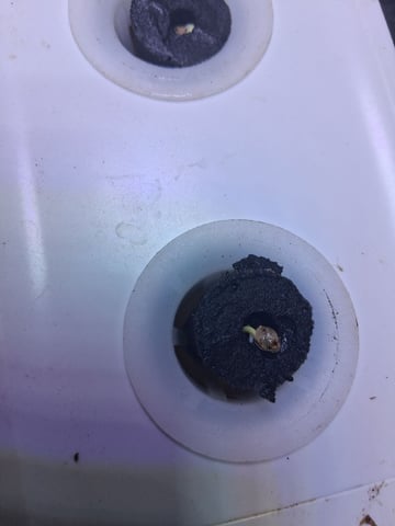 dustin plants — seedling_rooting, day 7