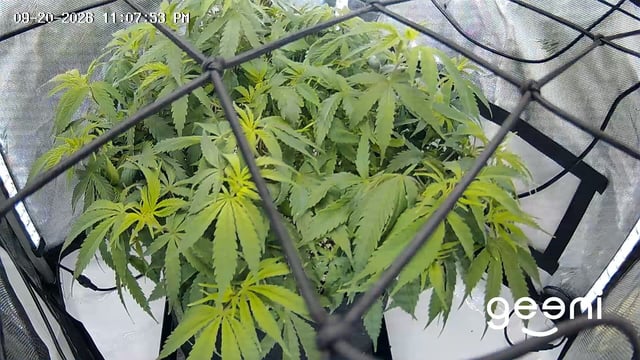 C99 CloneWars! — vegetative, day 36