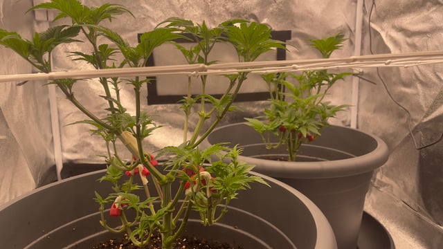 LSD feminized — flower, day 54