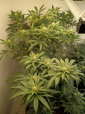 Lokie OG x Permanent Marker — flower, day 73