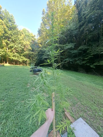 Bucket List Grow #2 — flower, day 85