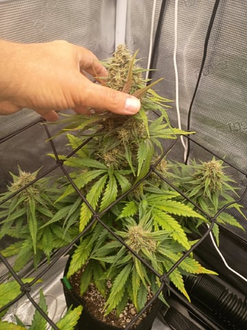 FastBuds-Auto Mix Pack-Quad Mystery — flower, day 53