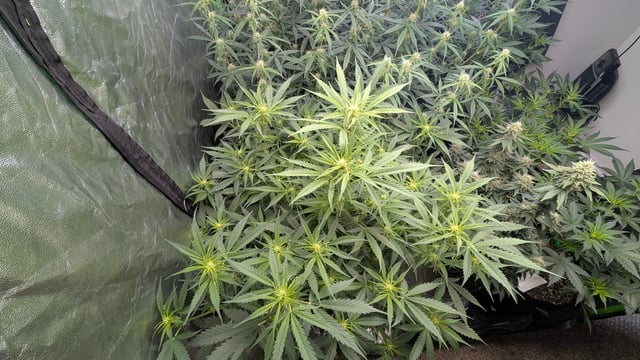 Strawberry Cheesecake Seedsman Seeds Autoflowers x2 — flower, day 55