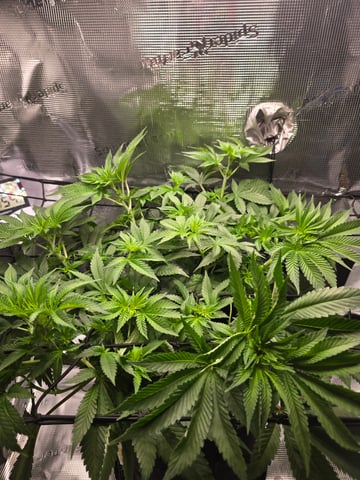 Northern lights #10 (Alaska) — flower, day 42