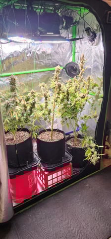 Critical Purple Autoflower — harvest, day 166