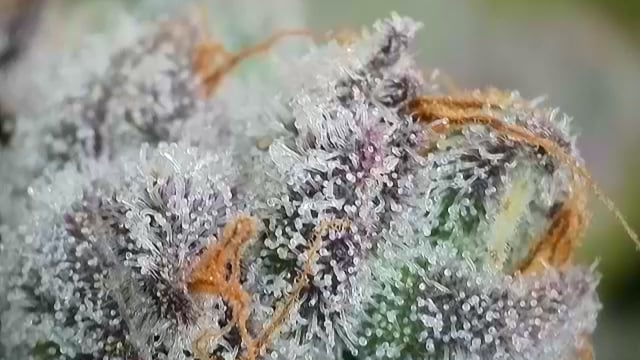 First Grow — flower, day 116