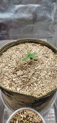 El Chemi Kiwi autoflower  — seedling_rooting, day 1
