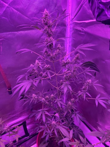 aurora auto — flower, day 107