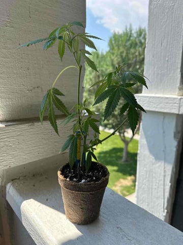 chem#4 — seedling_rooting, day 2