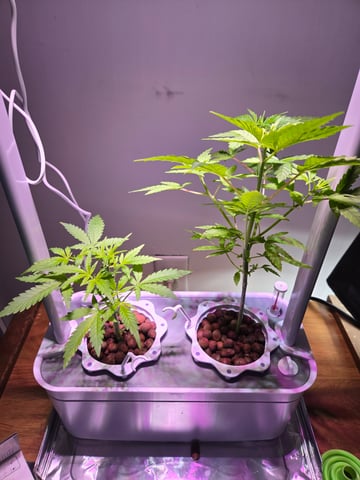 1st Grow — vegetative, day 28