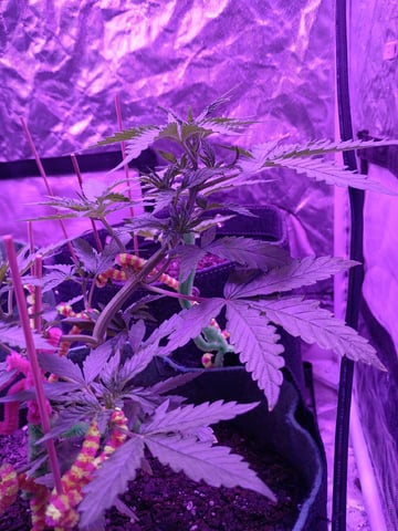 First autos  — vegetative, day 34