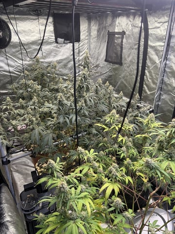 Humboldt, Hella Jelly. Jelly Donut  — flower, day 88