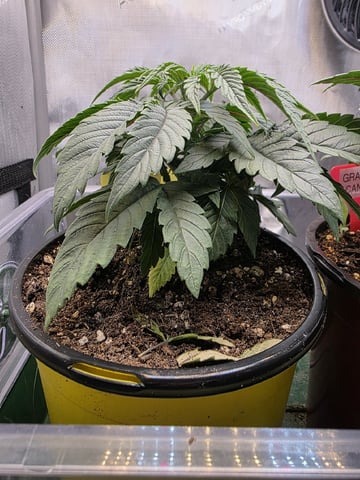Granny Candy and PLCG — vegetative, day 31