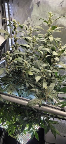 Girl Scout Cookies  — flower, day 160