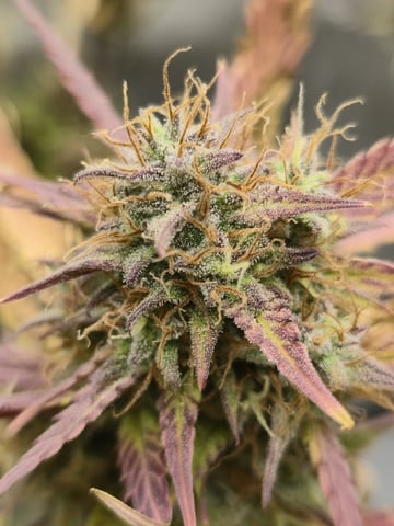 2nd Grow Lemon Cherry Cookies — flower, day 70