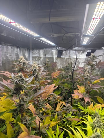 grow 3 — flower, day 45