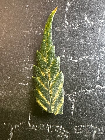 XJ-13 x Pennywise — flower, day 119