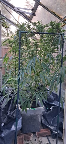 1st grow (green house)(natural) — flower, day 94