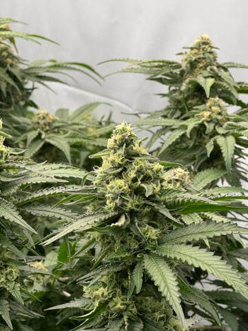 Permanent Marker, Gary Payton — flower, day 41