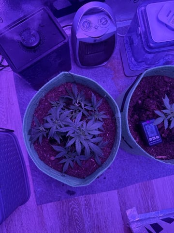First time growing  — vegetative, day 13