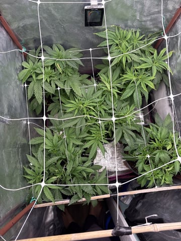 first grow in new 2x2 — vegetative, day 54