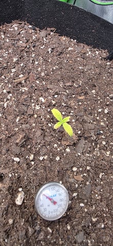 Mixed up Atlas Reserve — seedling_rooting, day 22