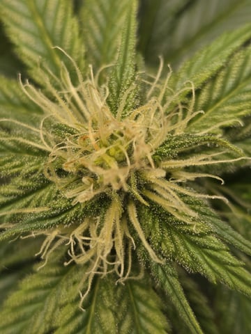 First Indoor Grow — flower, day 89