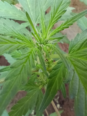 White Widow/Gorilla Glue — vegetative, day 46