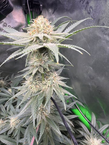 first tent grow — vegetative, day 111
