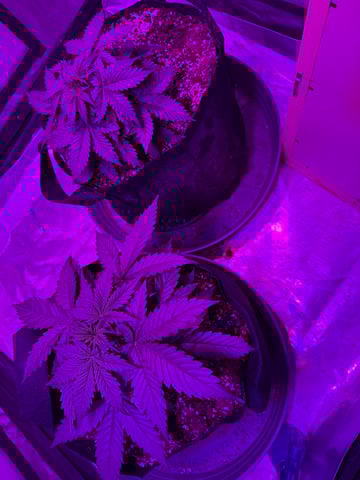 First Auto — vegetative, day 29