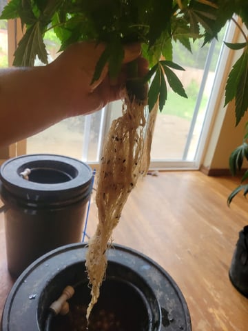2 Week Old Babies — vegetative, day 17