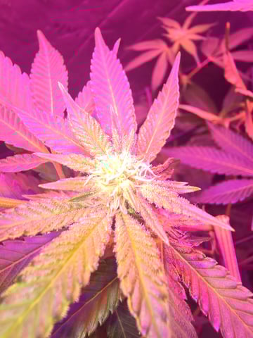 FIRST GROW — flower, day 45