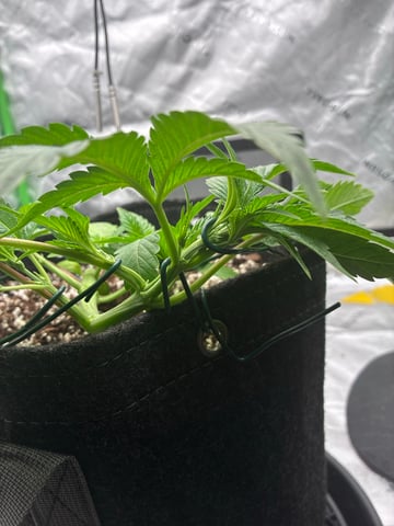 Comet Candy (Auto) 2026- 02 — vegetative, day 29