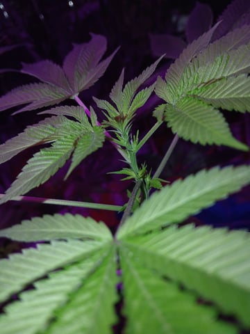 triangle kush  — flower, day 51