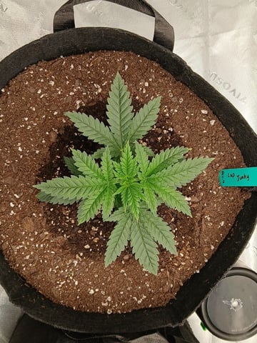 fruity pebbles, cap junky — vegetative, day 31