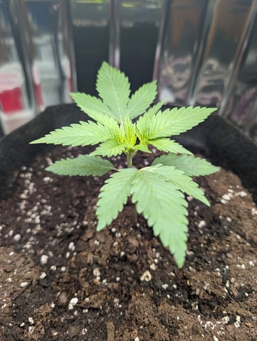 B E A utiful  — seedling_rooting, day 17