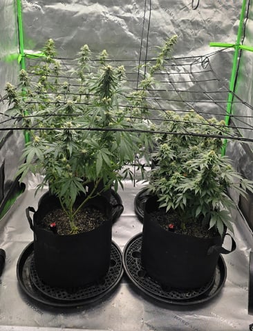SGC & GWS — flower, day 94