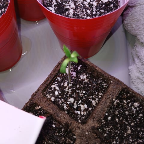 first plant — vegetative, day 1