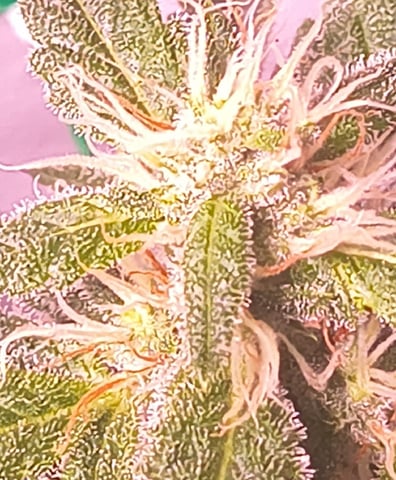 pineapple Express  — flower, day 18