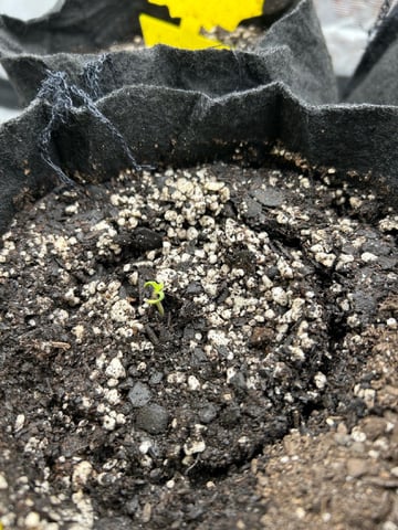 First Grow.. How am I doing? — seedling_rooting, day 1