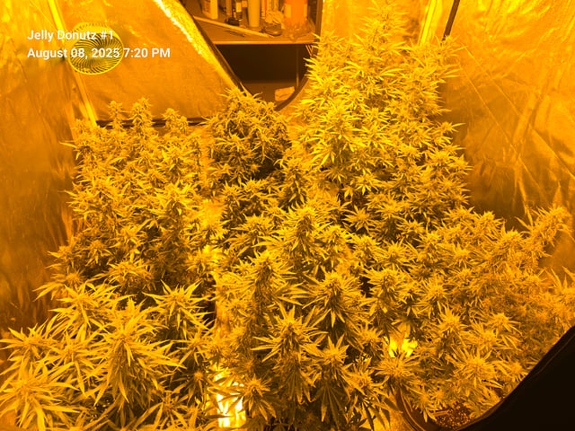 2nd Autoflower Indoor Grow — flower, day 73